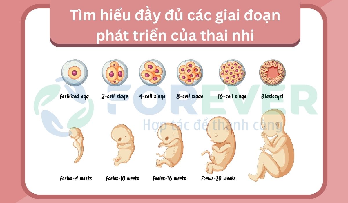 Giai Đoạn Phát Triển Của Thai Nhi: Từng Bước Phát Triển Kỳ Diệu Từ Khi Thụ Thai Đến Khi Chào Đời